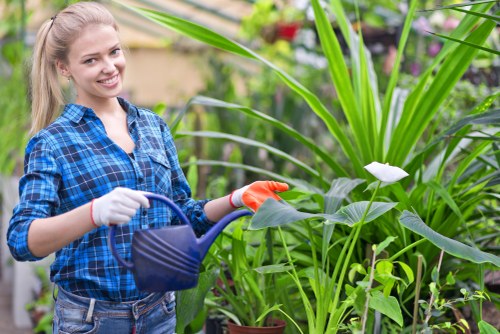 A young woman with long blonde hair, wearing a blue plaid shirt and gardening gloves, is standing outdoors in a well-maintained garden. She is smiling and holding a small blue watering can, watering lush green plants that include tall, broad-leaved foliage and flowering species. The garden features neatly trimmed grass, flower pots, and a variety of plants arranged along a pathway, with a backdrop of blooming flowers and other greenery. The scene is set under natural daylight, suggesting a bright and clear day, with a calm outdoor environment indicative of professional gardening and landscaping care. This image reflects gardening activities that a company like Hedge Trimming Mayfair might undertake, contributing to the overall beautification and maintenance of residential or commercial outdoor spaces in London’s Mayfair area.